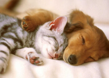 These are things to consider before bringing a new pet home