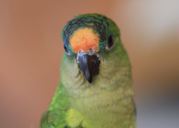 Things to consider before buying a bird as a pet