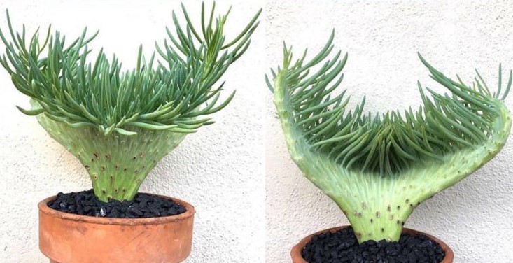 The greatest succulent in the world and why we are obsessed