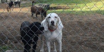 The shelter dog everyone wanted but no one could handle