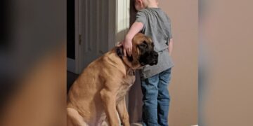 Proof that there is no stronger bond than that between dog and boy