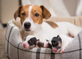 Getting ready for your dog puppies