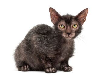 What are werewolf cats?