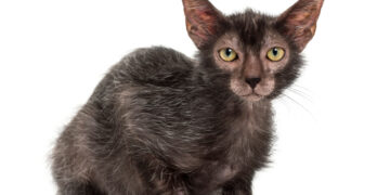 What are werewolf cats?