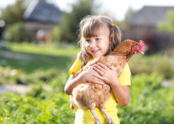 The right toys can keep your chickens entertained and happy