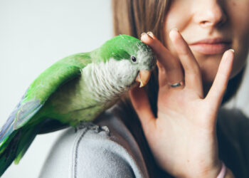 8 types of birds that make awesome pets