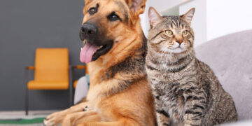 Differences You Did Not Know About Dog People And Cat People