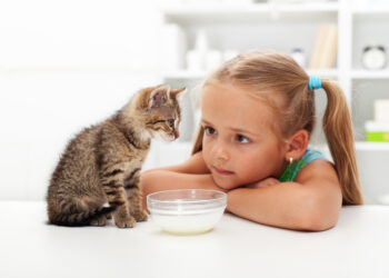 Bringing a new kitten home