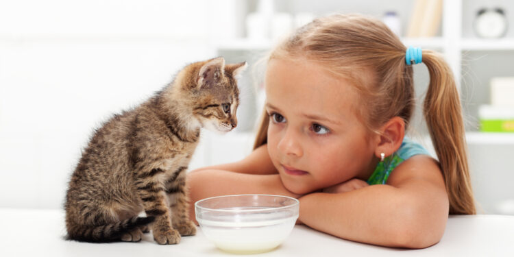 Bringing a new kitten home