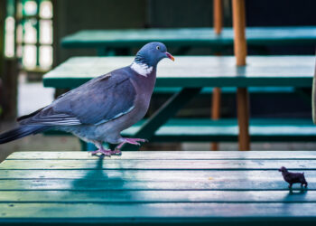 The pigeon and puppy friendship that has gone viral