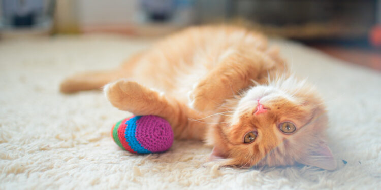 The best way to make DIY Pet Toys