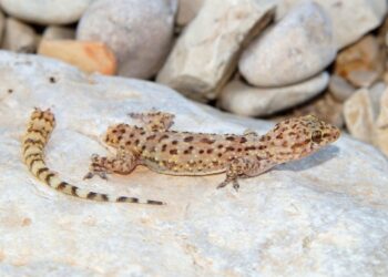 Caring for your lizard after a lost tail