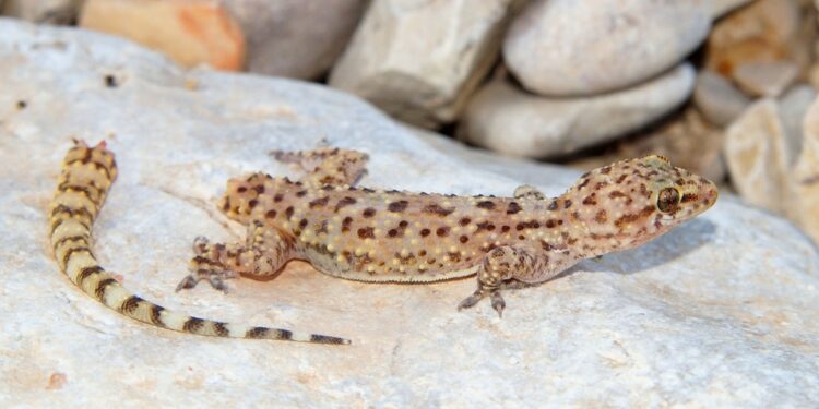 Caring for your lizard after a lost tail