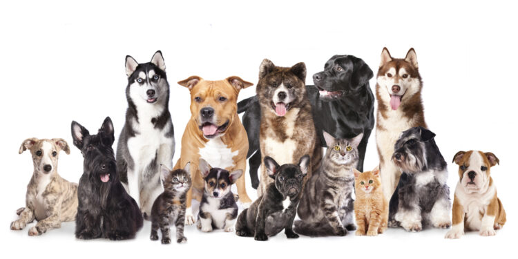 The impossible family photo with 17 pets