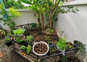 How to start your own vegetable patch