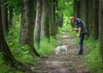 6 skills and command that will keep your dog safe and happy