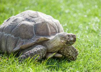 The 53-year-old tortoise that found a new home
