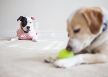 Is dog jealousy real?