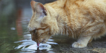 What You Need To Know About Cat Dehydration