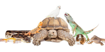 Ten exotic and unique pets and where you can legally own them