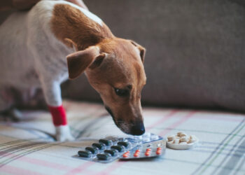Understanding dog painkillers