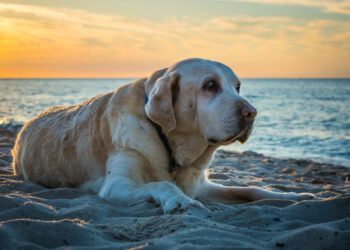 Senior dogs: common behavior changes