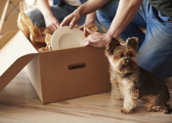 How to help your pet get familiar with a new home