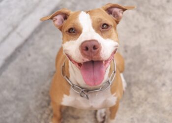 Pit bull saves woman, turning around her fear of the dog