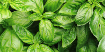 Tips on growing your own basil