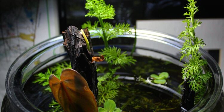 DIY indoor water garden in a jar for carefree greenery